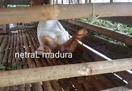 Kambing Melahirkan Kembar 4 Berapa Bulan